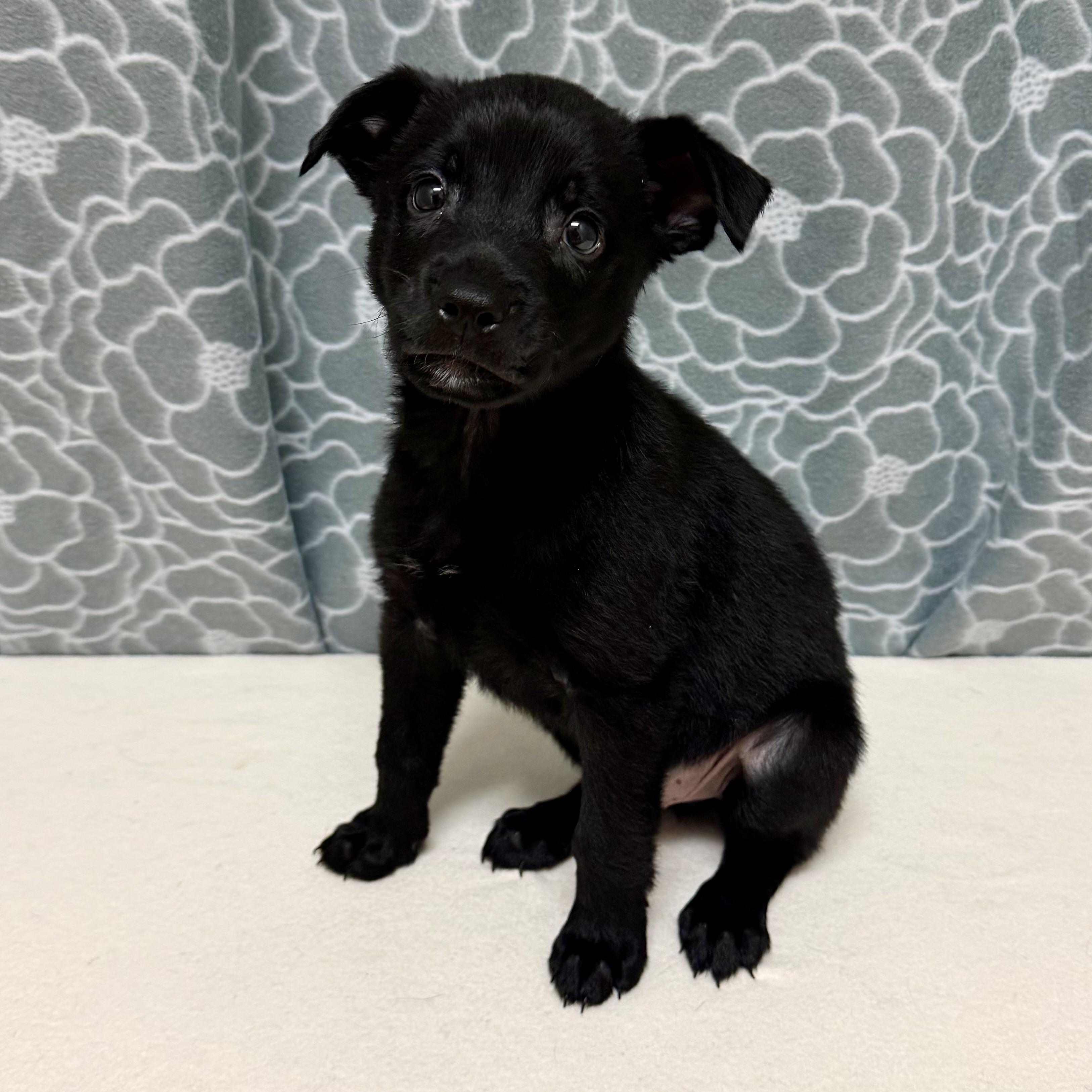 Enlarge Maverick, an adopted mixed breed in Libertyville, IL image 6/6