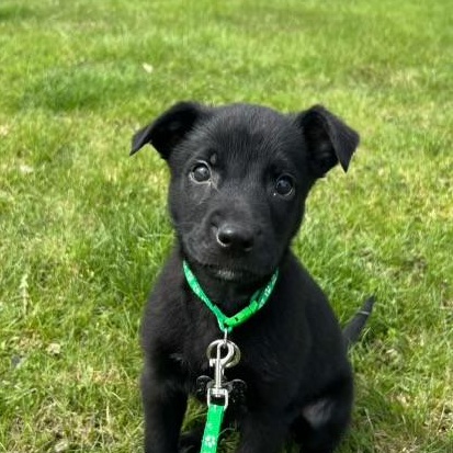 Enlarge Maverick, an adopted mixed breed in Libertyville, IL image 2/6