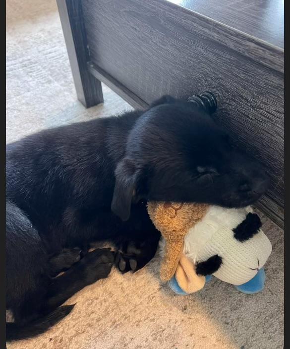 Enlarge Maverick, an adopted mixed breed in Libertyville, IL image 4/6