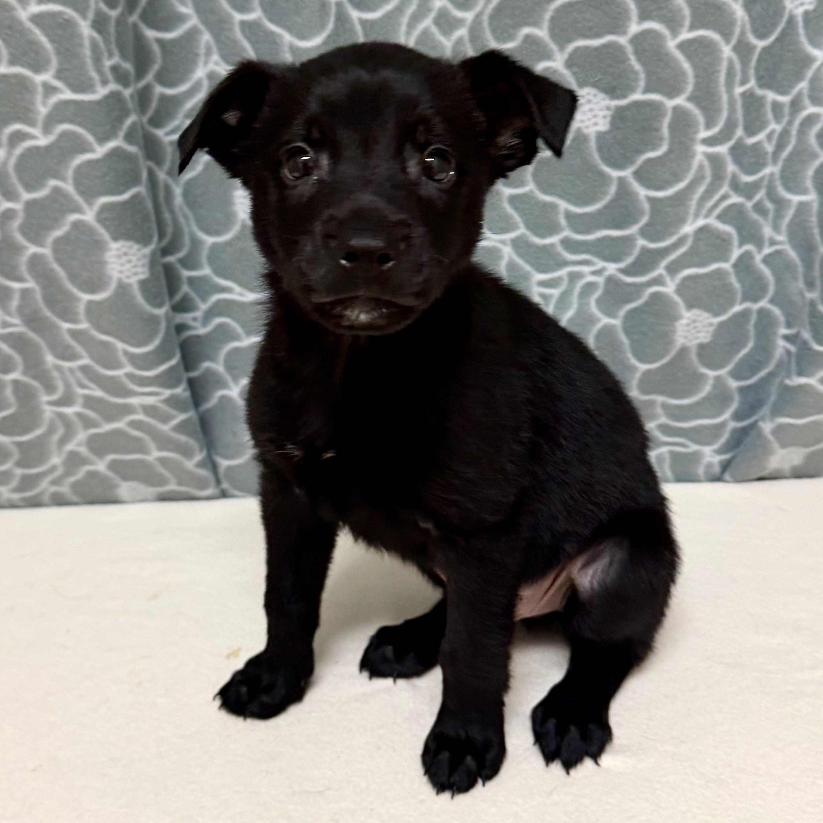 Enlarge Maverick, an adopted mixed breed in Libertyville, IL image 1/6