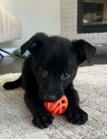 Enlarge Maverick, an adopted mixed breed in Libertyville, IL image 3/6