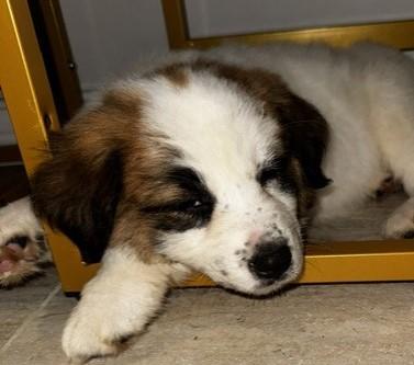Enlarge AURORA, an adopted mixed breed in fort worth, TX image 1/4