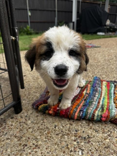 Enlarge AURORA, an adopted mixed breed in fort worth, TX image 3/4