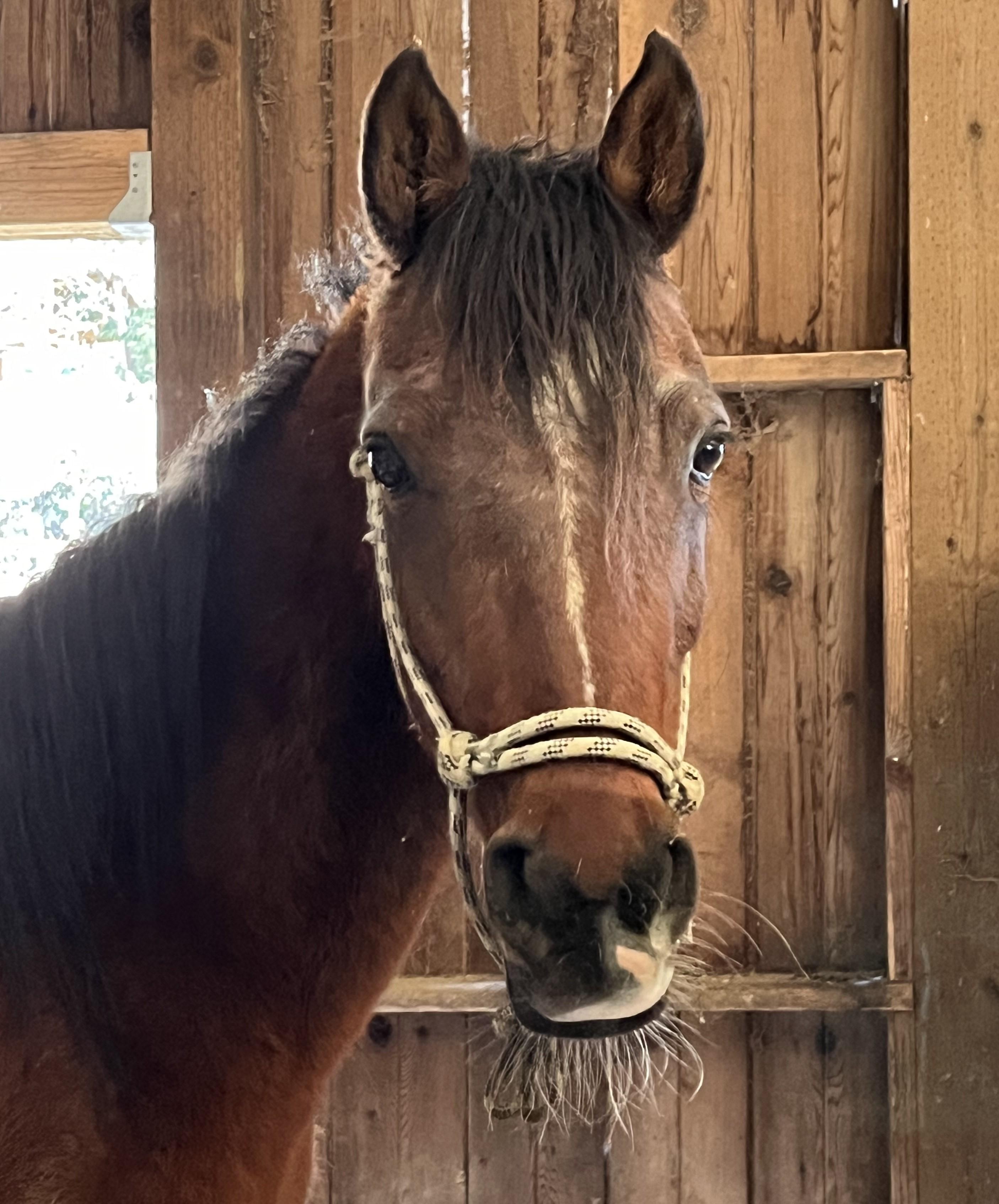 Jemma, Adult Female unknown