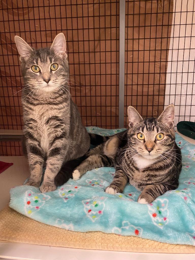 Jasper, Adoptable, Young Female Domestic Short Hair.