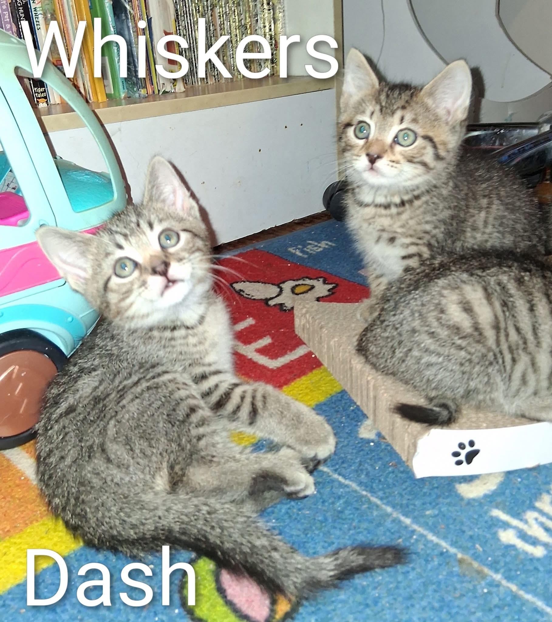 Whiskers, Adopted, Kitten Male Domestic Short Hair & Abyssinian.