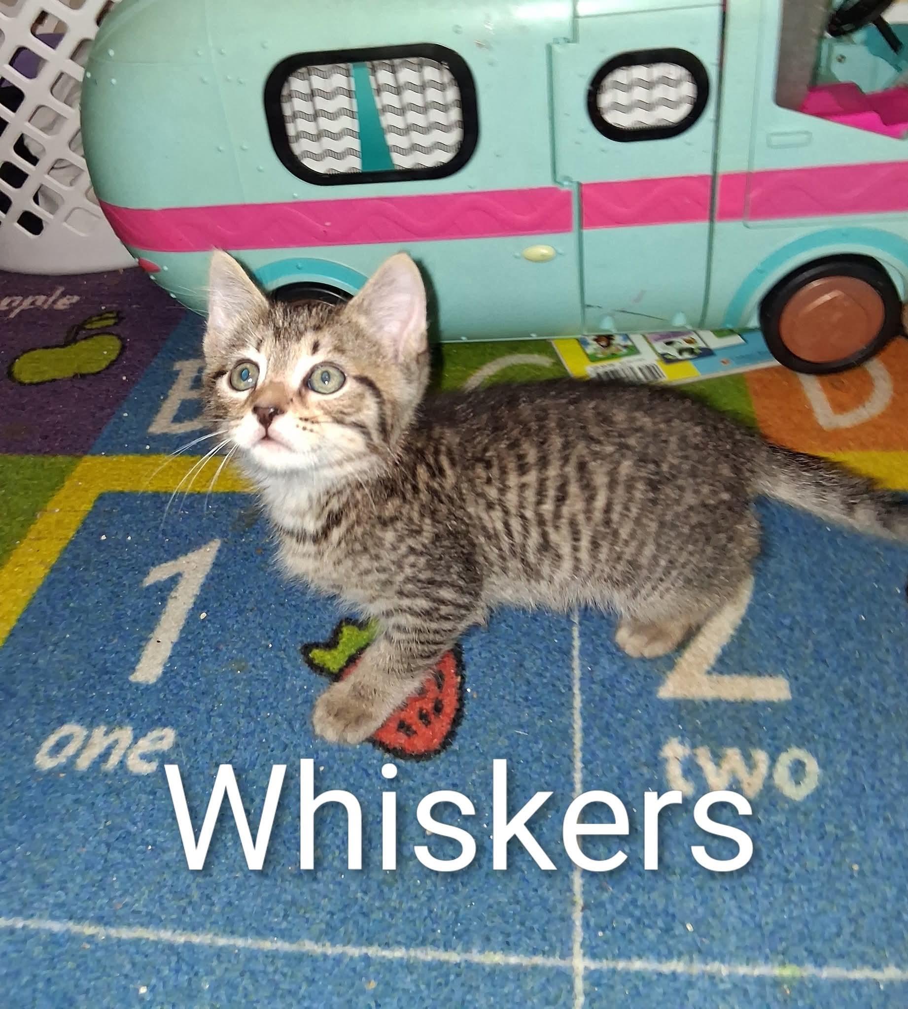 Enlarge Whiskers, a Adopted mixed breed in Brownsville, PA image 2/4