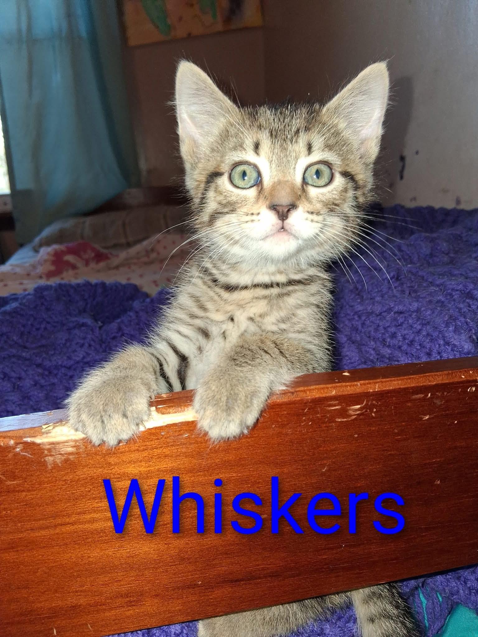 Enlarge Whiskers, a Adopted mixed breed in Brownsville, PA image 3/4