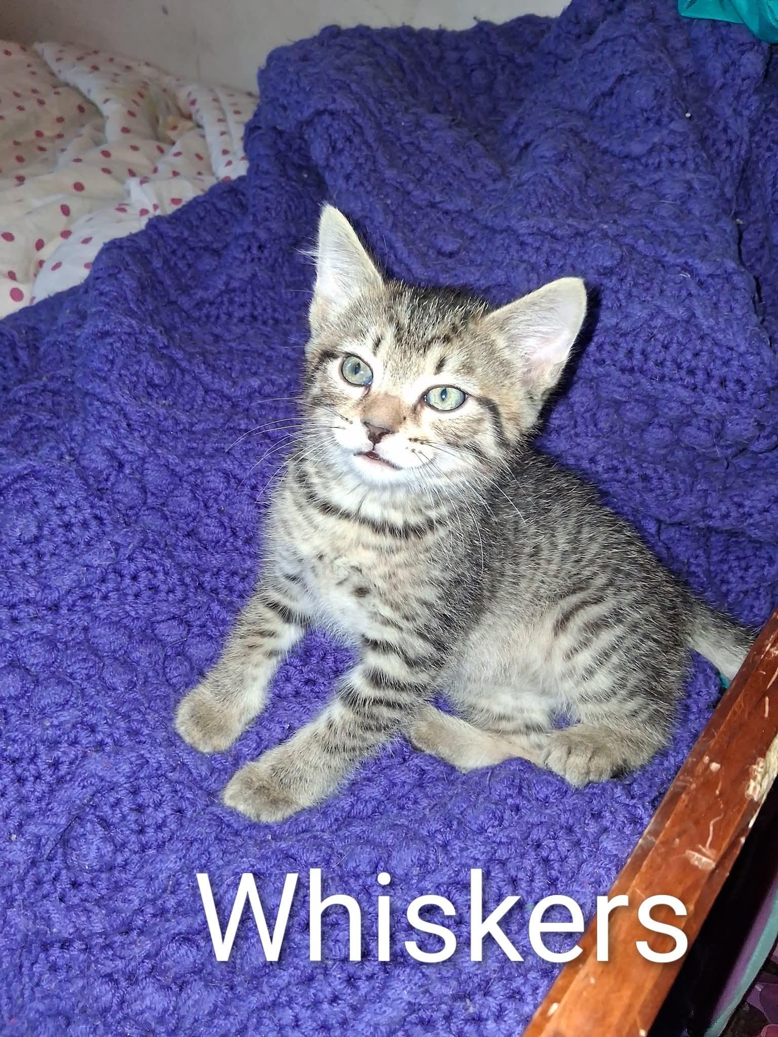 Enlarge Whiskers, a Adopted mixed breed in Brownsville, PA image 4/4