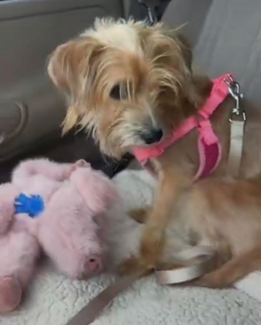 Tinkerbell, Adopted, Adult Female Terrier & Poodle.