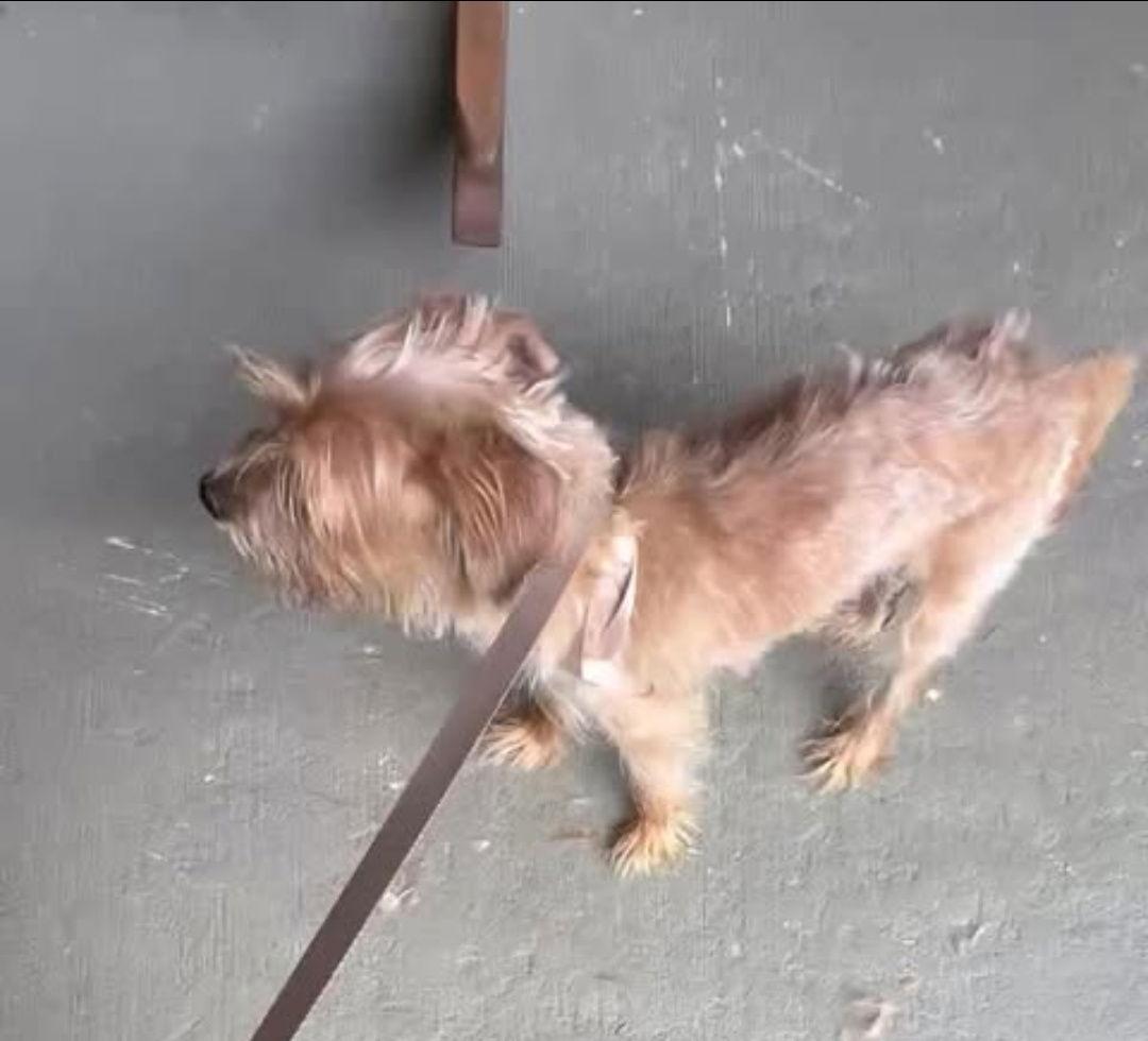 Enlarge Tinkerbell, a Adopted mixed breed in Cape May Court House, NJ image 2/3