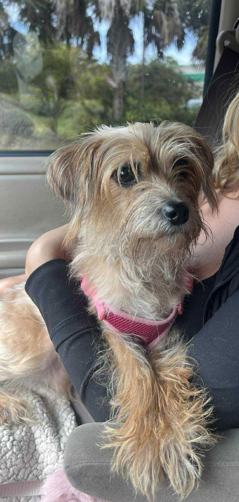 Enlarge Tinkerbell, a Adopted mixed breed in Cape May Court House, NJ image 3/3