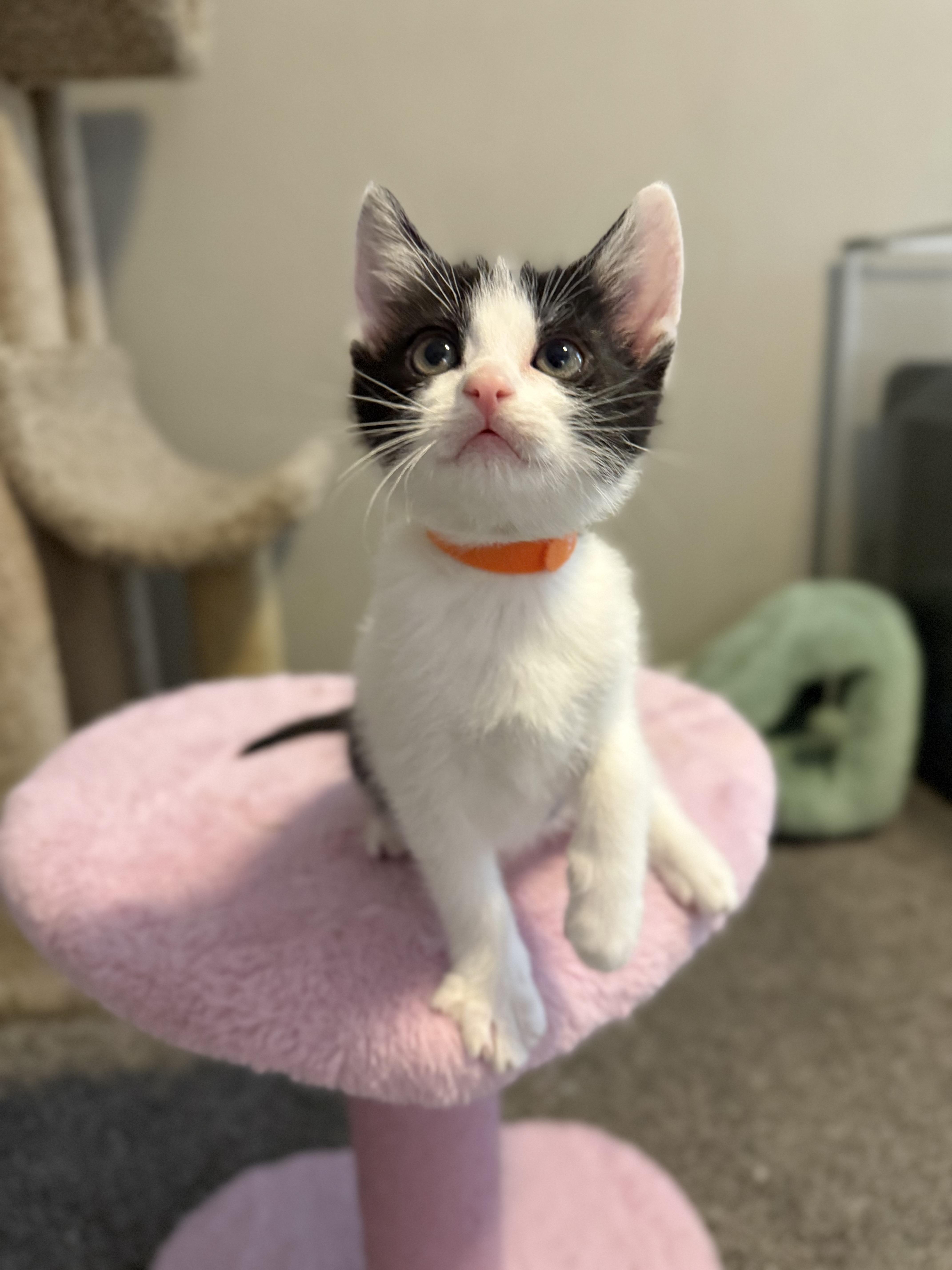 Peter Pan, a ADOPTABLE Domestic Short Hair in Murfreesboro, TN image 1/2