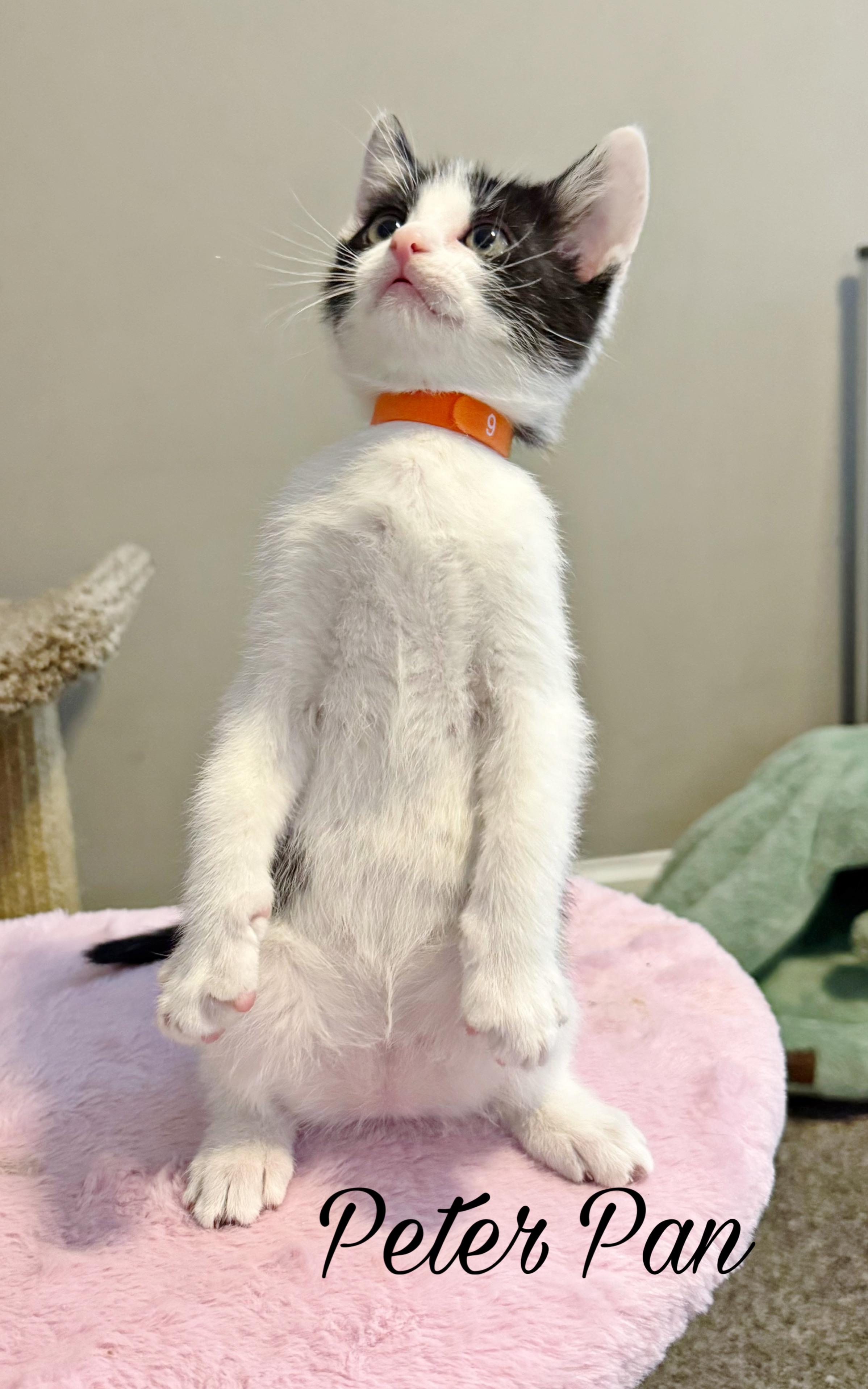 Peter Pan, a ADOPTABLE Domestic Short Hair in Murfreesboro, TN image 2/2