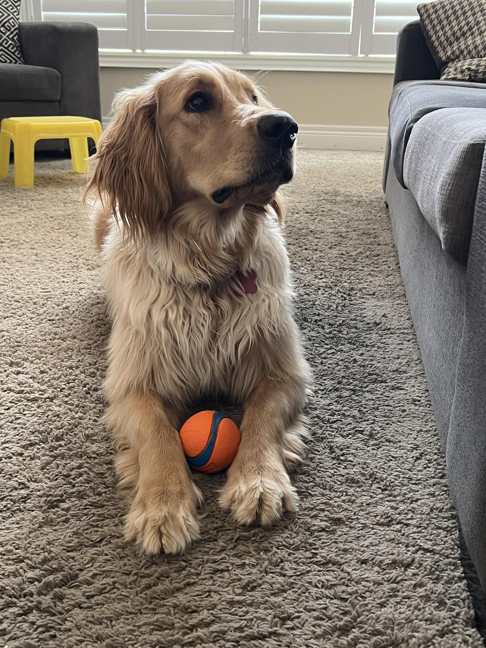Miss Molly pick up date is May 18th, Adopted, Young Female Golden Retriever.