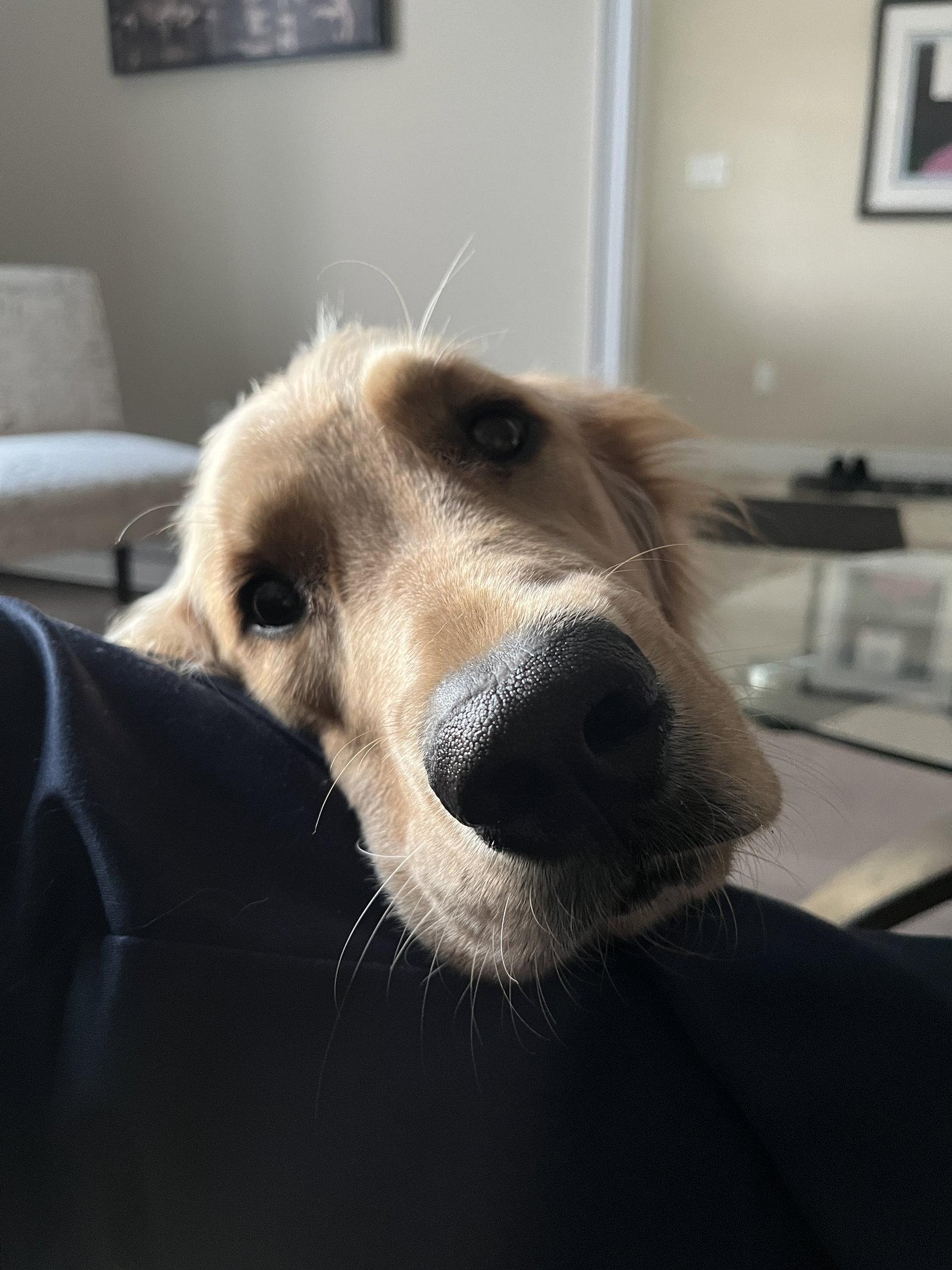 Enlarge Miss Molly pick up date is May 18th, a Adopted Golden Retriever in London, ON image 2/3
