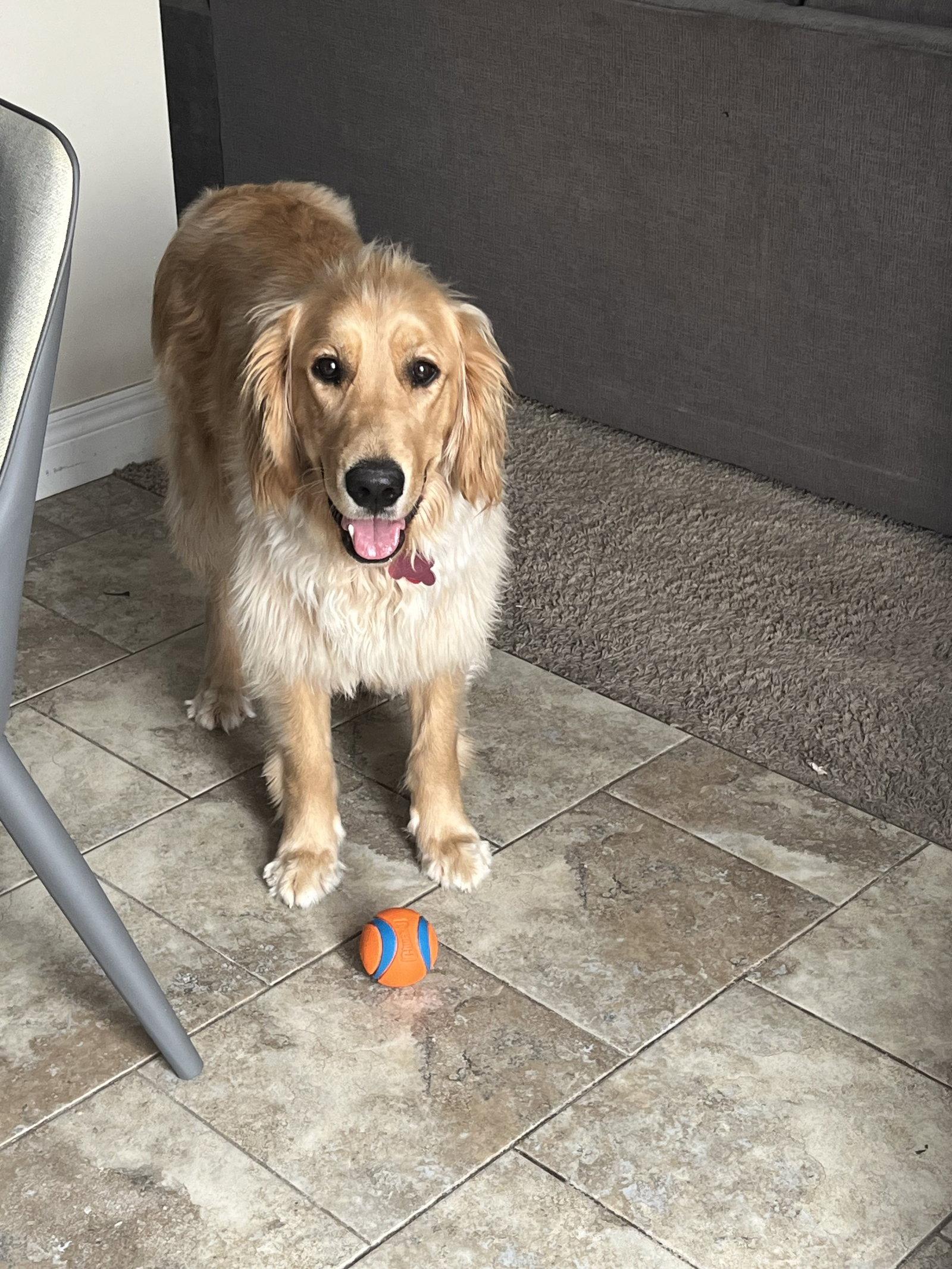 Enlarge Miss Molly pick up date is May 18th, a Adopted Golden Retriever in London, ON image 3/3