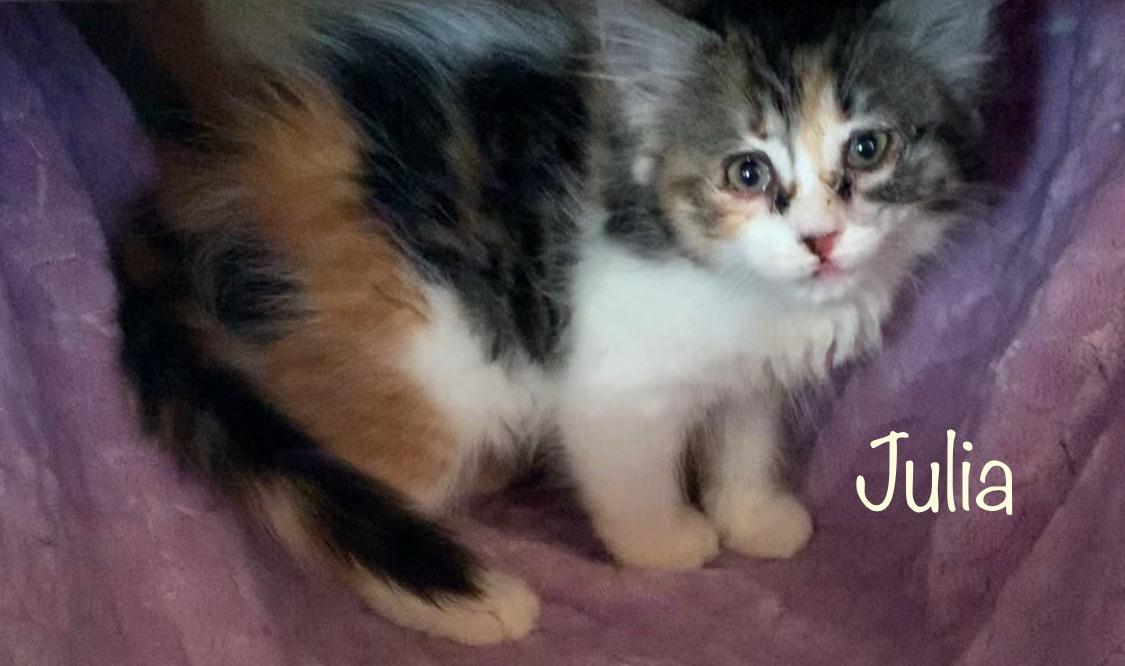 Julia, ADOPTABLE, Kitten Female Calico.