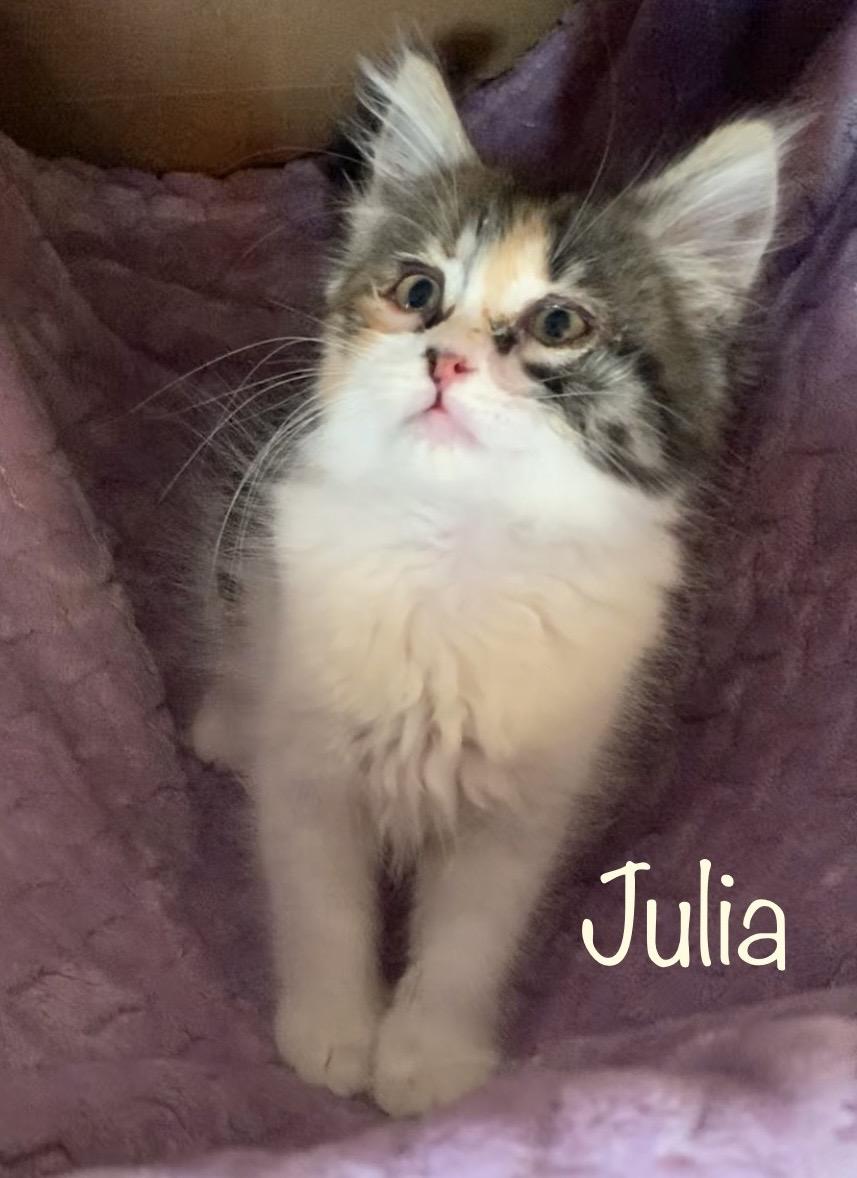 Enlarge Julia, a ADOPTABLE Calico in Dixon, CA image 2/3