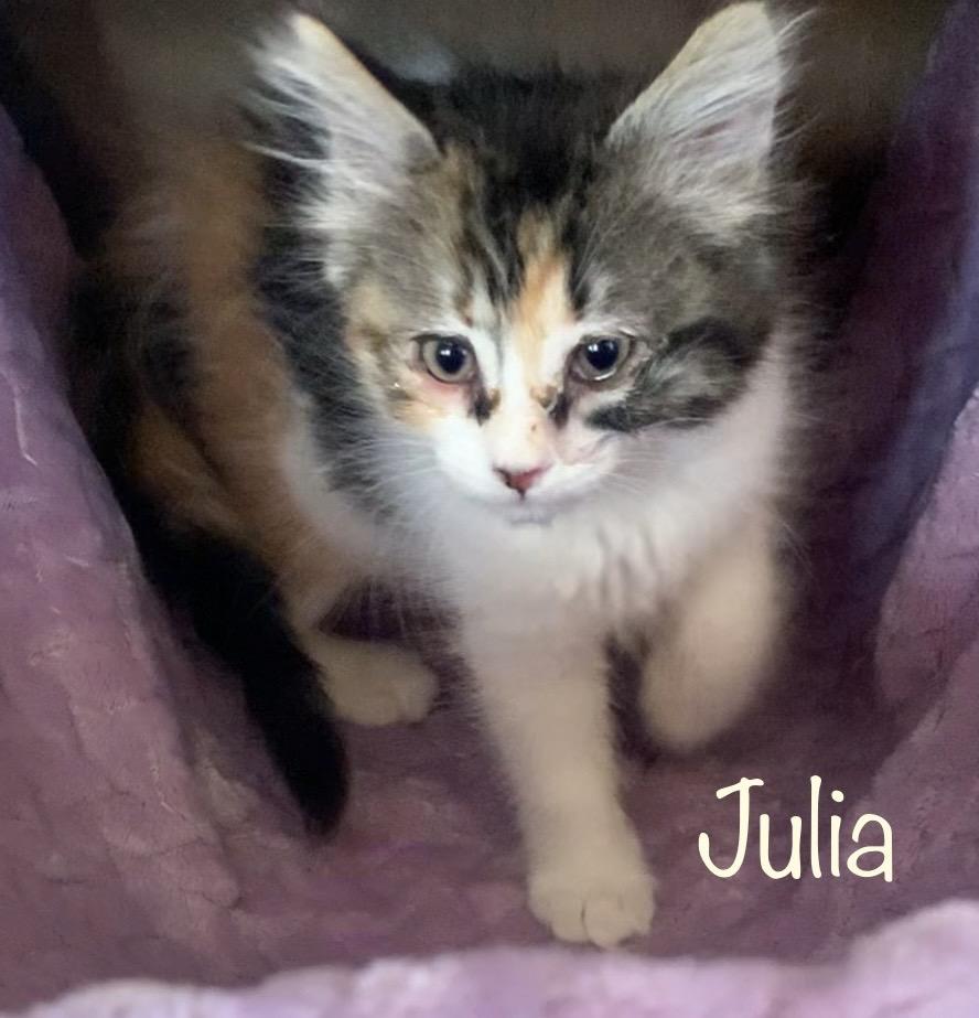 Enlarge Julia, a ADOPTABLE Calico in Dixon, CA image 3/3