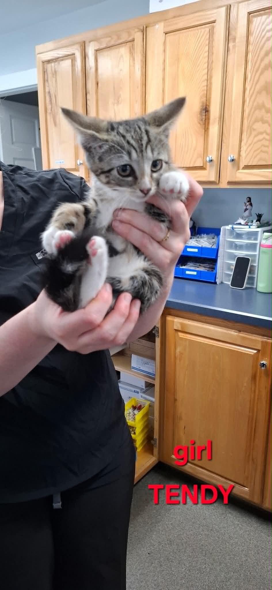 Enlarge Tendy, a Adoptable Domestic Short Hair in Rumford, ME image 2/2