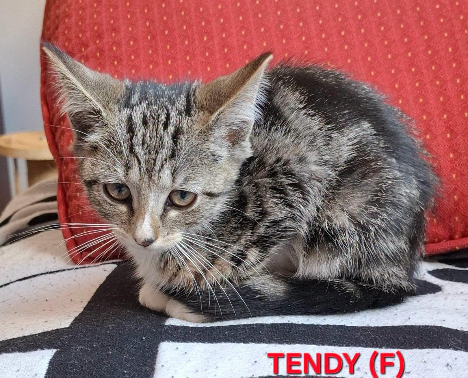 Tendy, Adoptable, Kitten Female Domestic Short Hair.