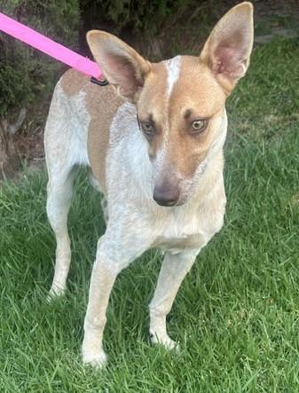CHELSEY, Adoptable, Young Female Australian Cattle Dog / Blue Heeler.