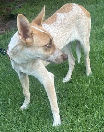 Enlarge CHELSEY, a Adoptable mixed breed in Bell Gardens, CA image 3/5