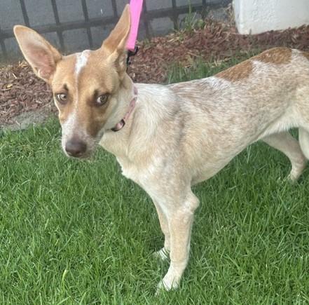 Enlarge CHELSEY, a Adoptable mixed breed in Bell Gardens, CA image 2/5