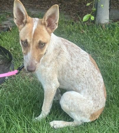 Enlarge CHELSEY, a Adoptable mixed breed in Bell Gardens, CA image 5/5