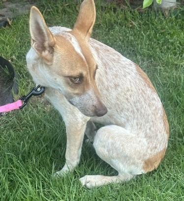 Enlarge CHELSEY, a Adoptable mixed breed in Bell Gardens, CA image 4/5