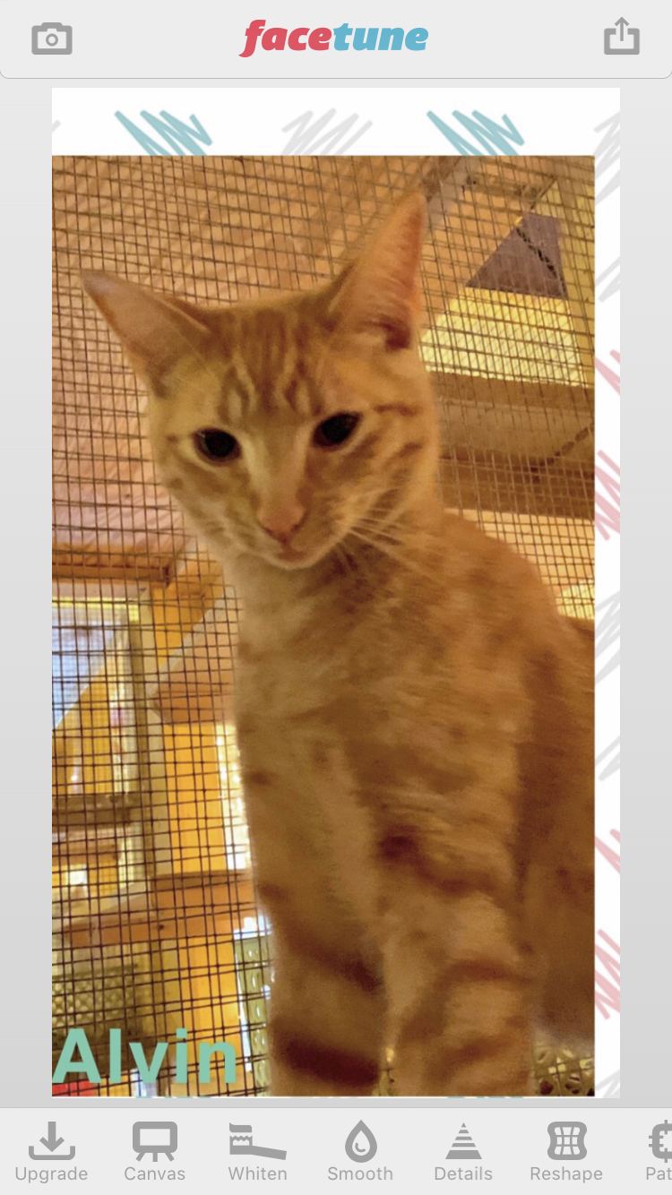 Alvin, a Adoptable mixed breed in Memphis, TN image 1/2