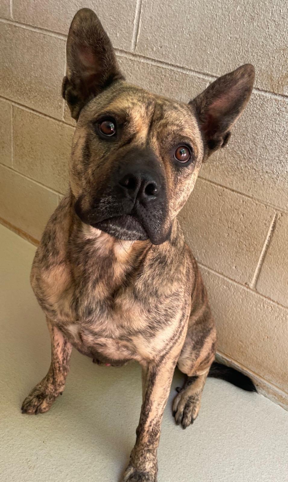 Enlarge Jackson, a Adoptable mixed breed in Sautee Nacoochee, GA image 2/3