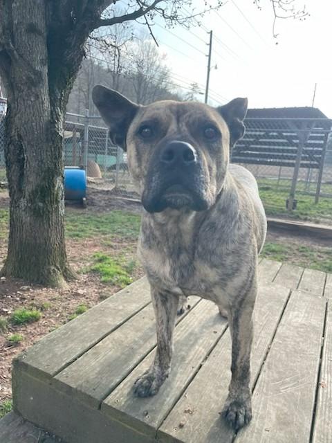 Enlarge Jackson, a Adoptable mixed breed in Sautee Nacoochee, GA image 3/3