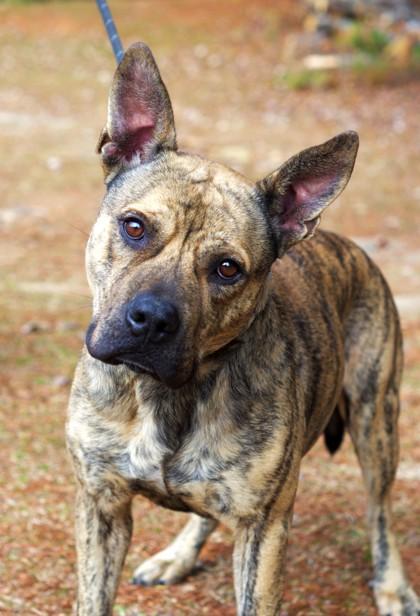 Jackson, Adoptable, Adult Male Boxer & Mixed Breed.