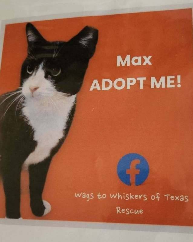 Enlarge Max, a Adoptable Tuxedo in Porter, TX image 1/1