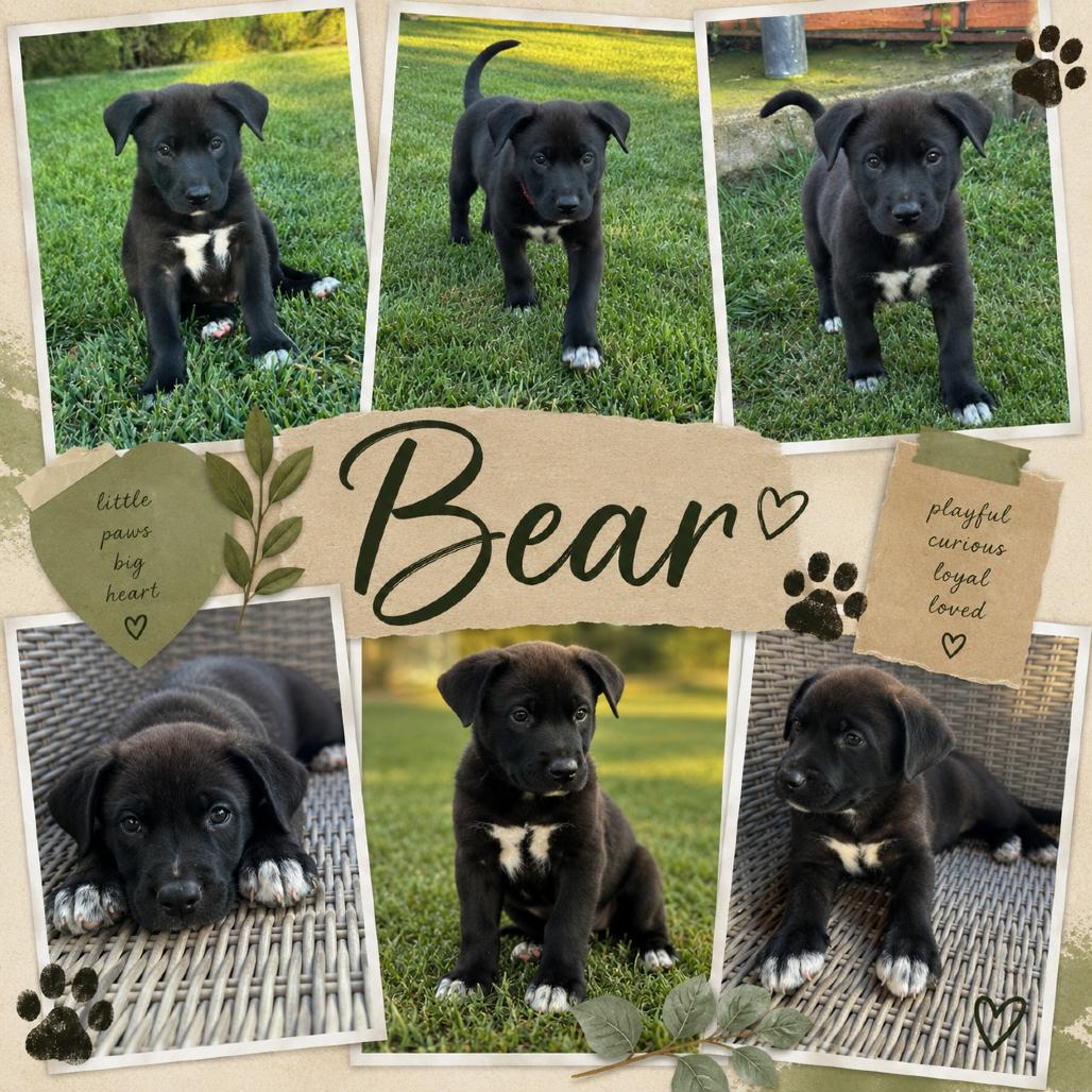 Bear, Adoptable, Puppy Male Border Collie & Labrador Retriever.