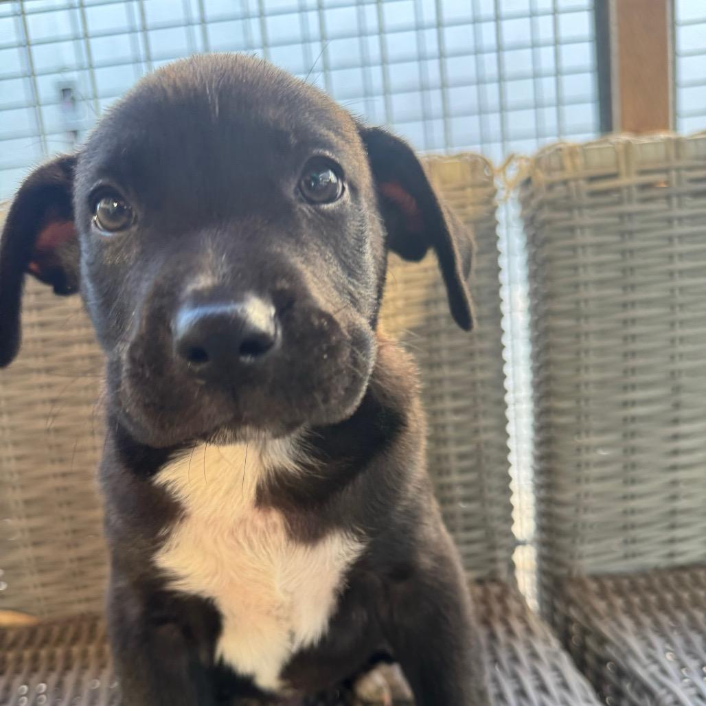 Enlarge Bear, a Adoptable mixed breed in Sacramento, CA image 3/4