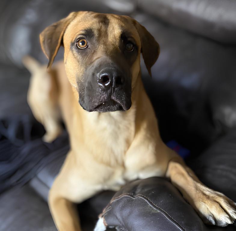 Tiger, Adoptable, Young Male Mastiff & Belgian Shepherd / Malinois.