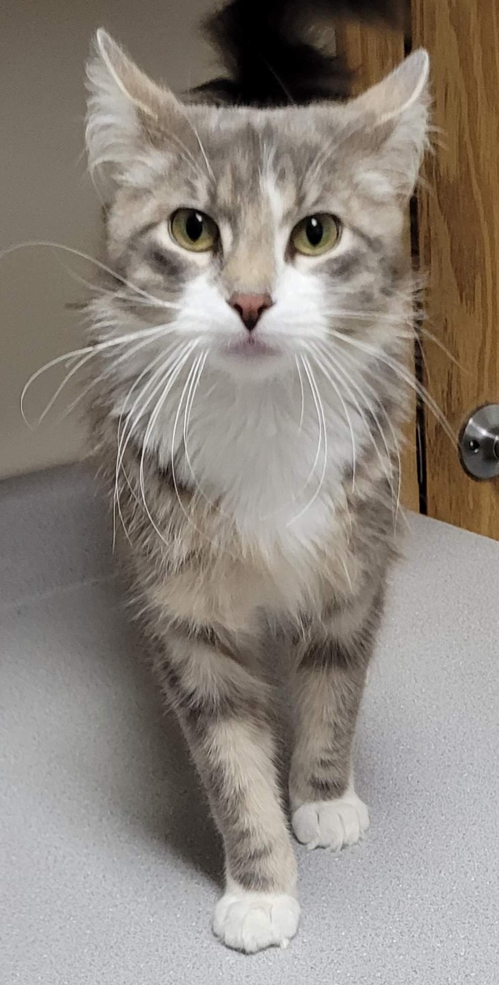 Phineas, a ADOPTABLE Domestic Medium Hair in Glenwood, MN image 2/2