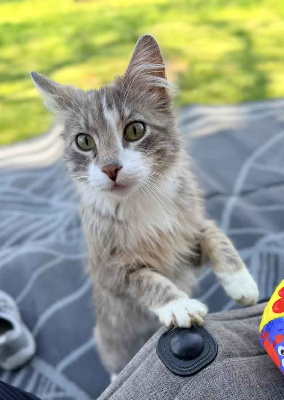 Phineas, ADOPTABLE, Young Male Domestic Medium Hair.