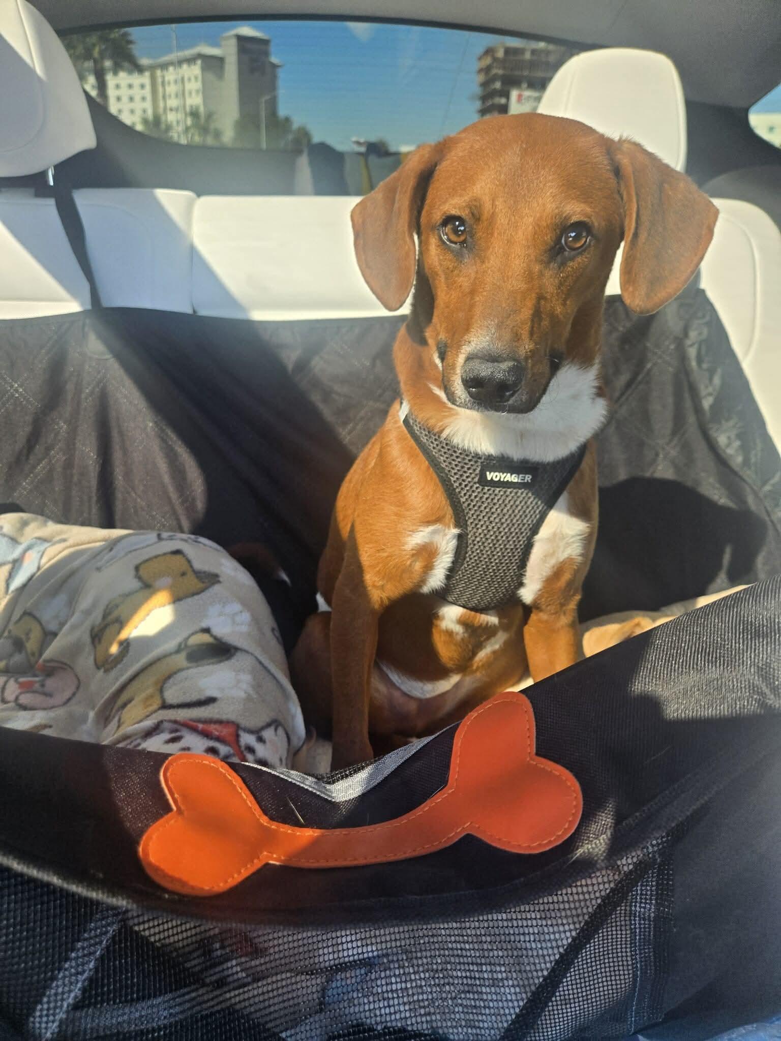 Enlarge Trip, a Adoptable Terrier in Irvine, CA image 2/6