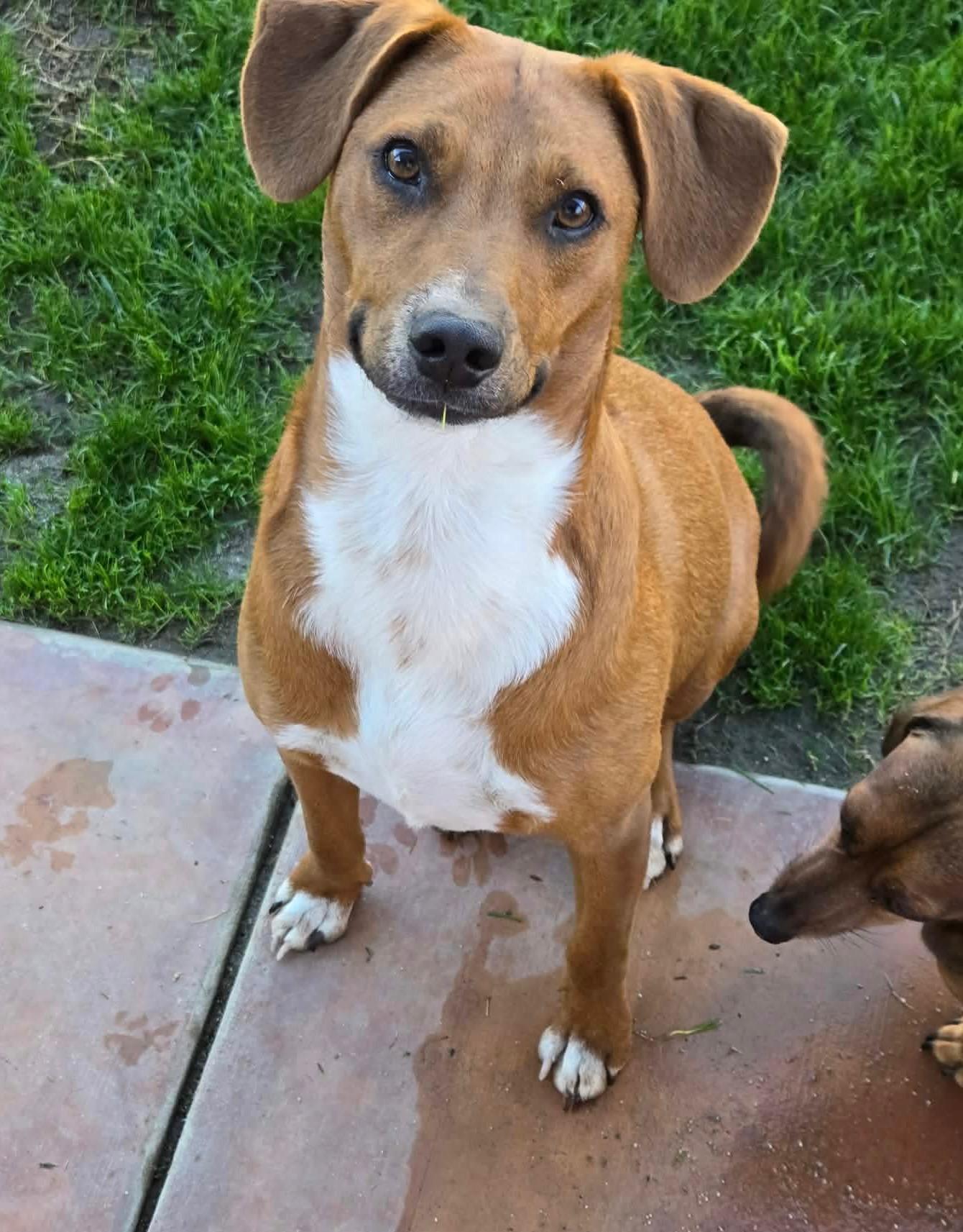 Trip, Adoptable, Puppy Male Terrier.