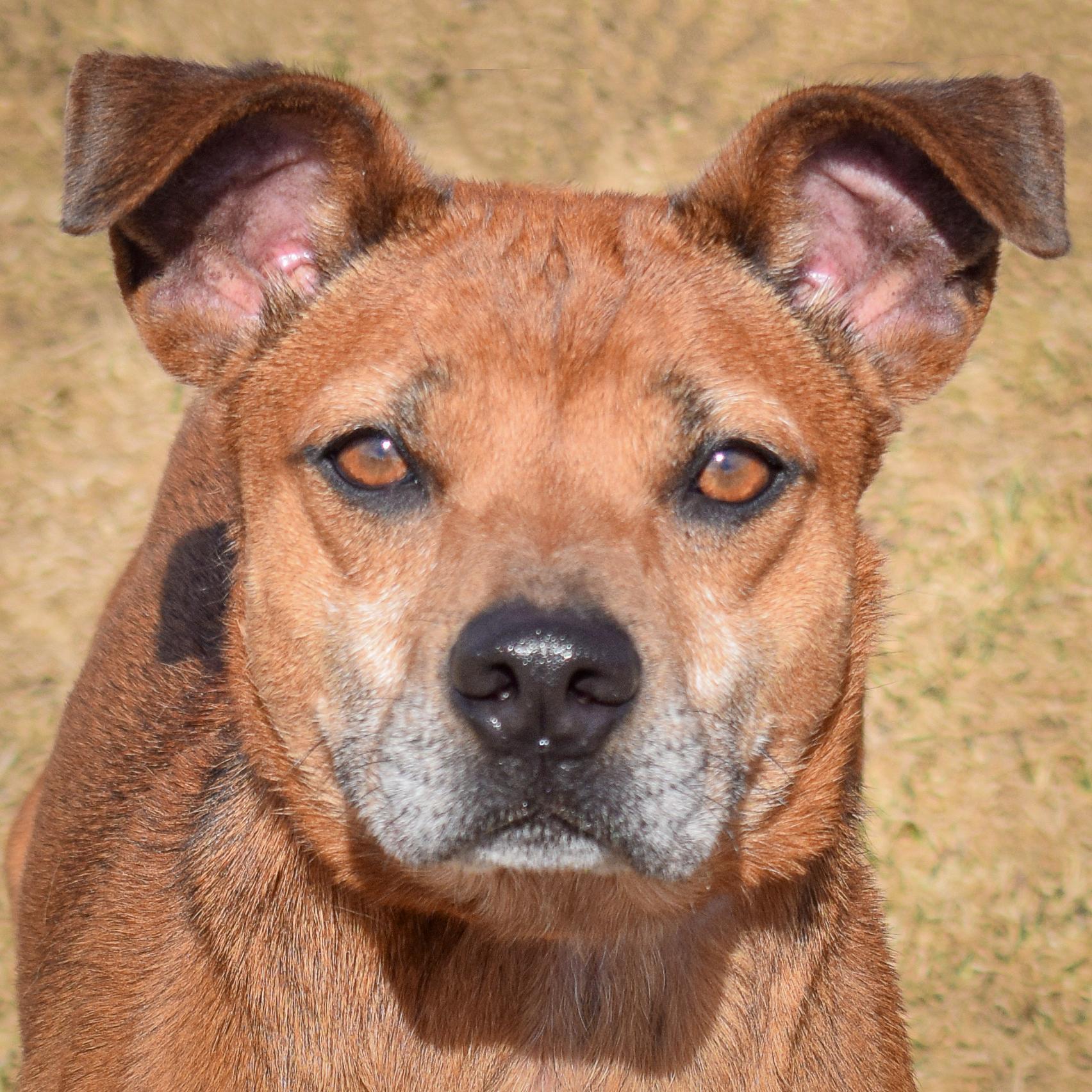 Cooper, Adult Male unknown