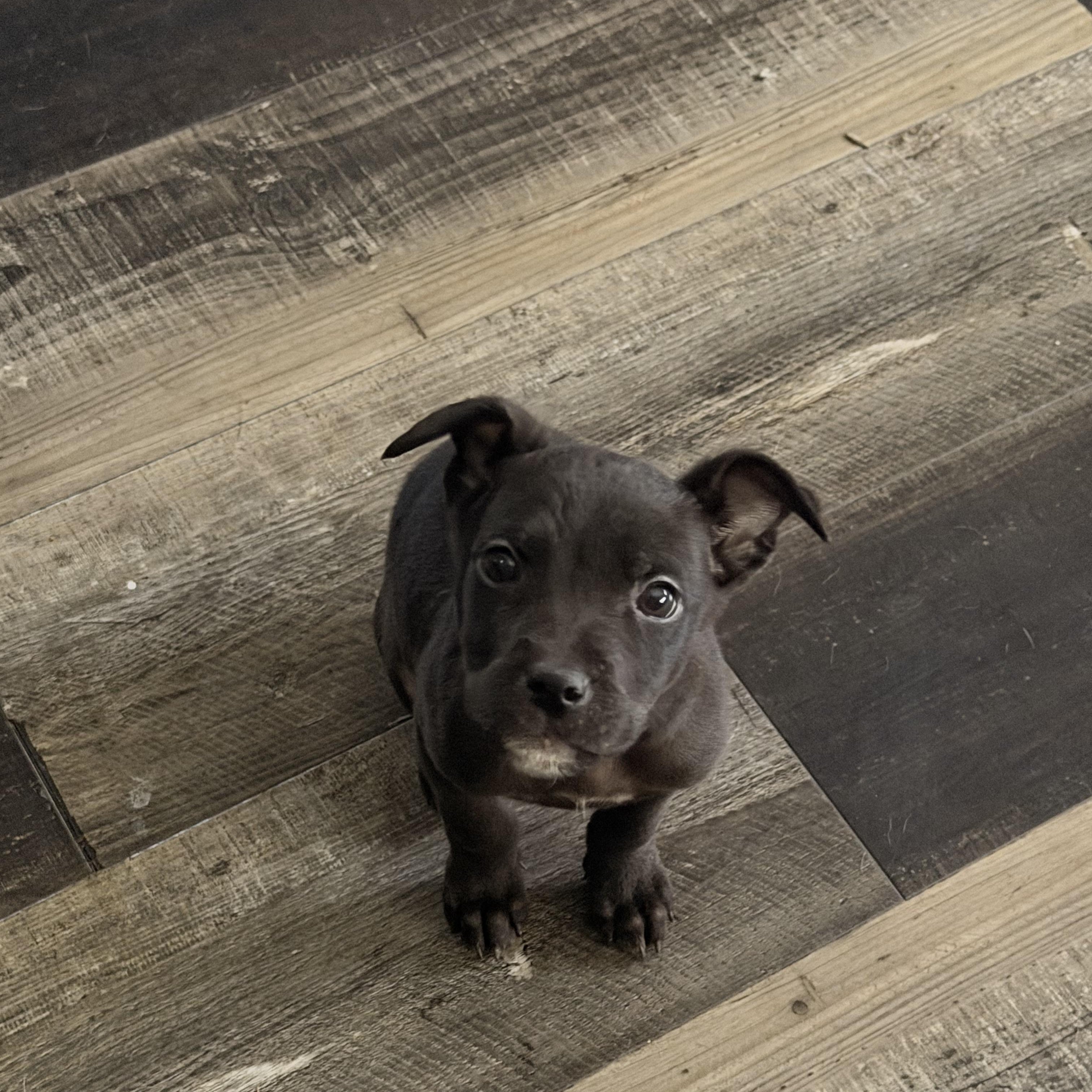 Hiro, adopted, Puppy Male Pit Bull Terrier.