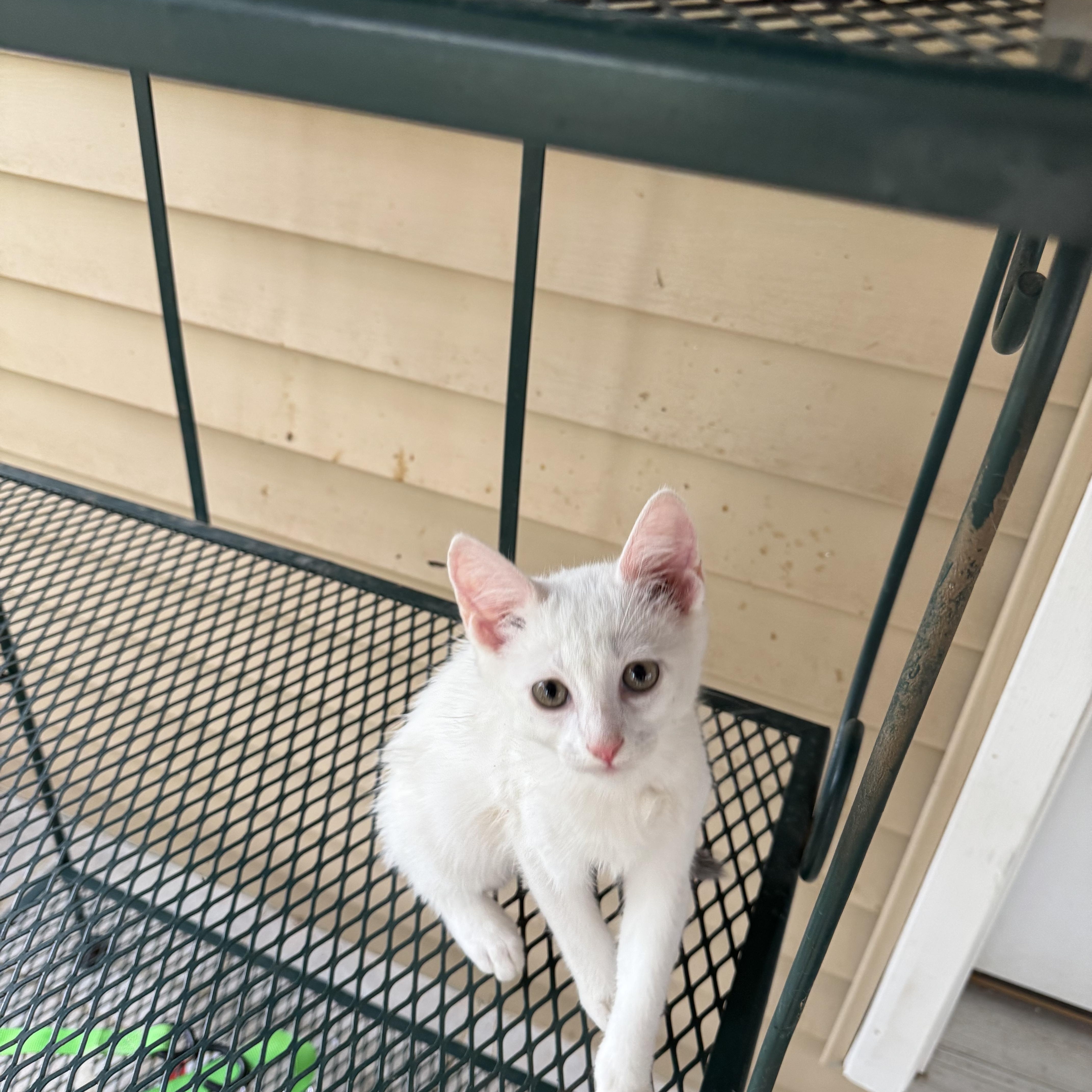 Calder, adopted, Kitten Male American Shorthair.