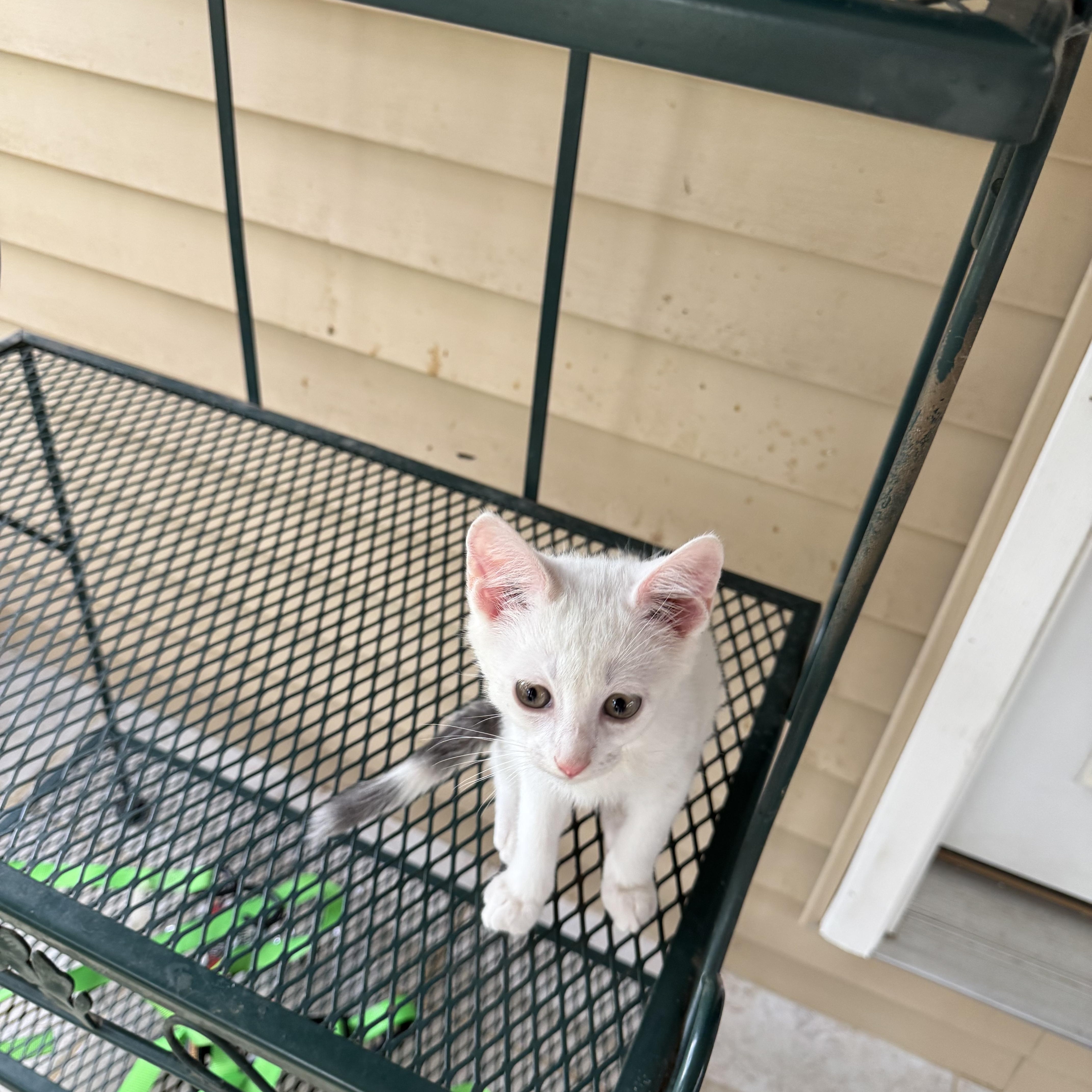 Calder, an adopted mixed breed in Greeneville, TN image 4/4