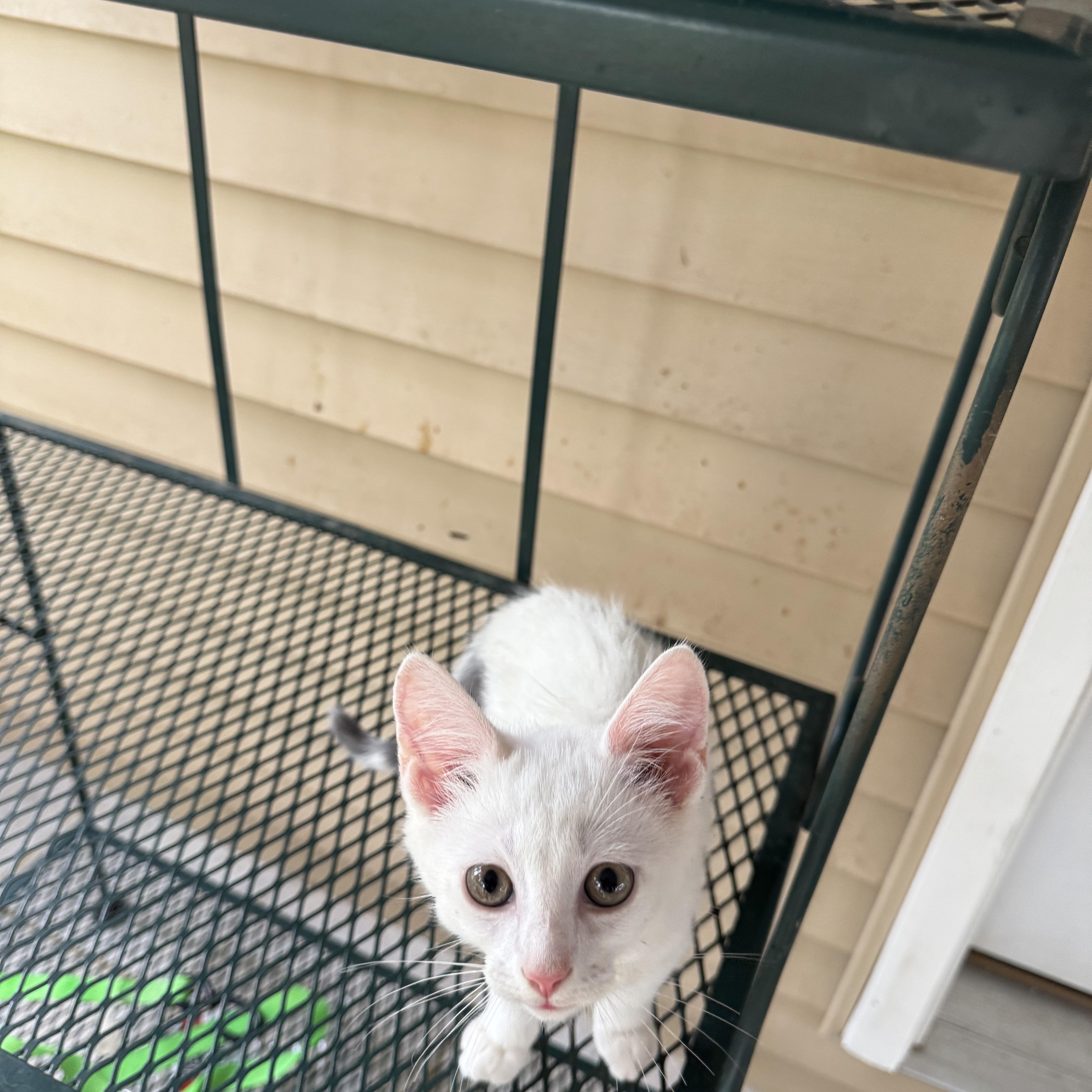Calder, an adopted mixed breed in Greeneville, TN image 3/4
