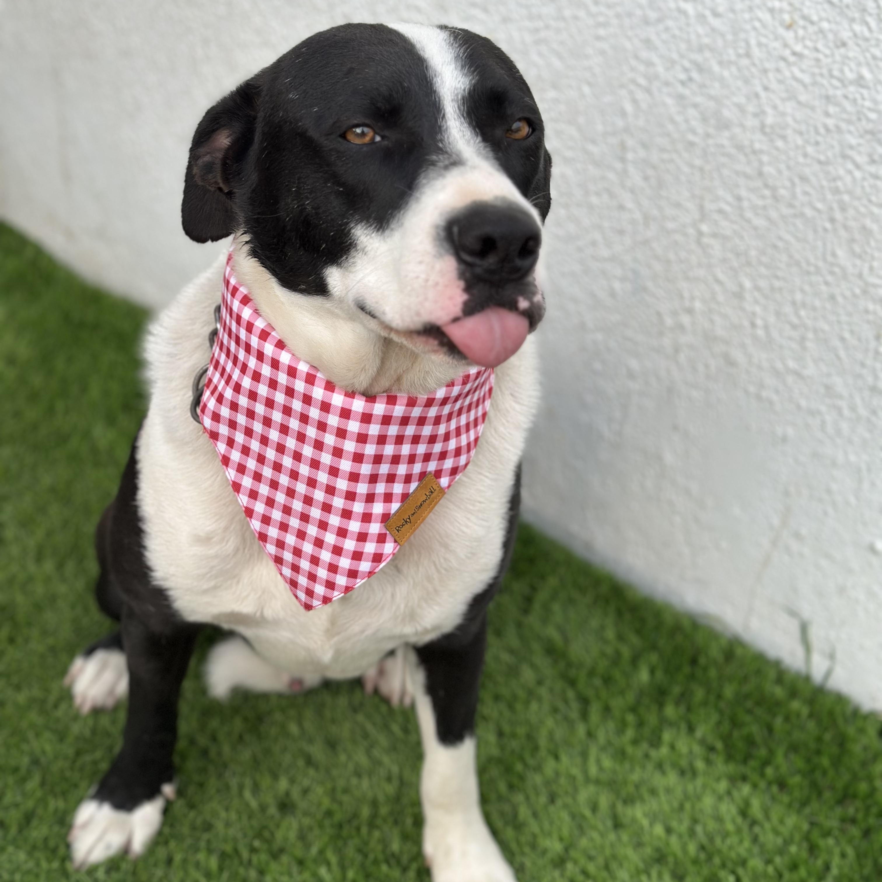 Enlarge PACO, a Adoptable mixed breed in San Diego, CA image 5/5