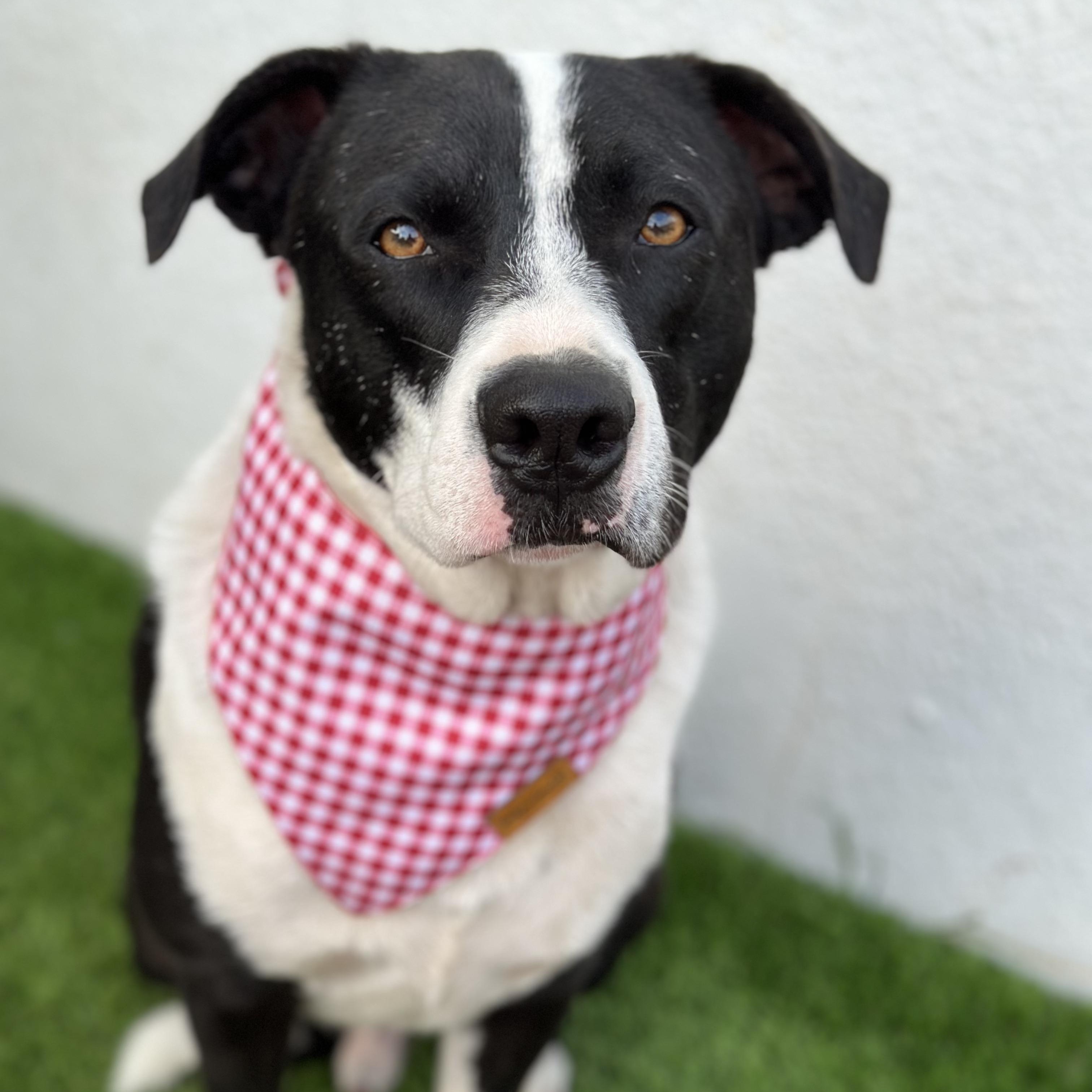 PACO, Adoptable, Young Male Boston Terrier & Labrador Retriever.